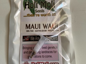 6 FEMINIZED  MAUI WAUI SEEDS