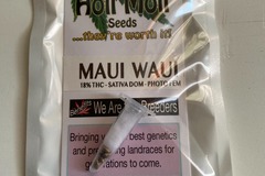 Sell: 6 FEMINIZED  MAUI WAUI SEEDS