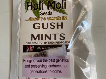 6 FEMINIZED GUSH MINTS SEEDS