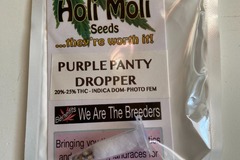 Sell: 6 FEMINIZED PURPLE PANTY DROPPER SEEDS