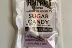 Vente: 6 FEMINIZED SUGAR CANDY SEEDS