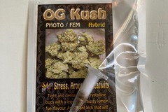 Vente: 6 FEMINIZED OG KUSH SEEDS