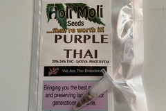 Venta: 6 FEMINIZED PURPLE THAI SEEDS