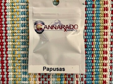 Venta: Cannarado Genetics - Papusas