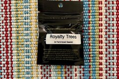 Vente: Archive Seedbank - Royalty Trees