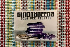 Sell: Sin City Seeds - Sinmintz