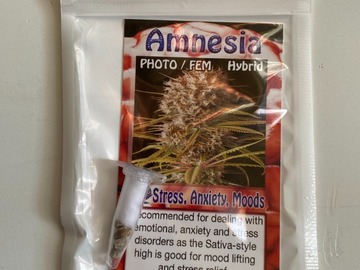 Venta: 6 FEMINIZED AMNESIA SEEDS