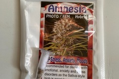 Vente: 6 FEMINIZED AMNESIA SEEDS