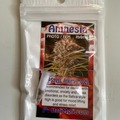 Vente: 6 FEMINIZED AMNESIA SEEDS