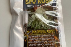 Sell: 6 FEMINIZED SAN FERNANDO VALLEY KUSH SEEDS