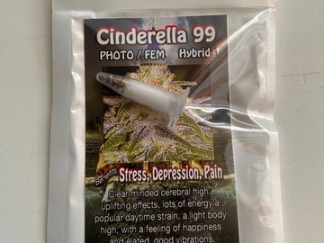 Venta: 6 FEMINIZED CINDERELLA 99 SEEDS