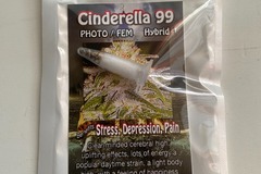 Sell: 6 FEMINIZED CINDERELLA 99 SEEDS