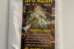 Sell: 8 REGULAR M/F SAN FERNANDO VALLEY KUSH SEEDS