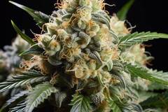 Vente: Jack Herer