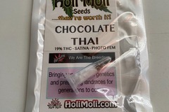 Sell: 6 FEMINIZED CHOCOLATE THAI SEEDS