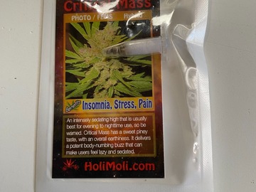 Vente: 6 FEMINIZED CRITICAL MASS SEEDS