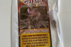 Venta: 6 FEMINIZED GELATO SEEDS