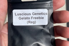 Venta: Luscious genetics original gelato freebies
