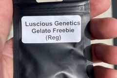 Sell: Luscious genetics original gelato freebies