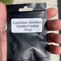 Venta: Luscious genetics original gelato freebies