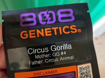 Sell: 808 Genetics circus gorilla