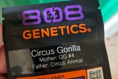 Venta: 808 Genetics circus gorilla