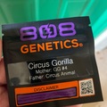 Venta: 808 Genetics circus gorilla