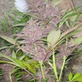 Venta: REAL BLUEBERRY TERPS* Venus blue x Gold Cash Gold 10 feminized