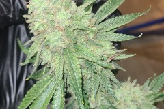 Sell: (The Squeeze x Gold cash Gold) zkittlez cross*feminized seeds