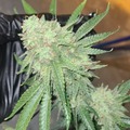 Sell: (The Squeeze x Gold cash Gold) zkittlez cross*feminized seeds