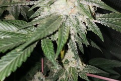 Venta: (Gorilla glue #4 x Mtn tropicanna f2) 12 regulars seeds