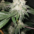 Venta: (Gorilla glue #4 x Mtn tropicanna f2) 12 regulars seeds