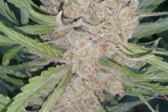 Venta: Strawberry Jack (Strawberry Banana) x (Big Jack) Auto Reg 10pk