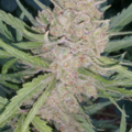 Venta: Strawberry Jack (Strawberry Banana) x (Big Jack) Auto Reg 10pk