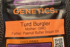 Sell: Turd Burglar (GMO x Peanut Butter  Breath BX) - 808