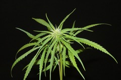 Vente: Nigerian Sativa - 12 Regs