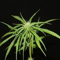 Vente: Nigerian Sativa - 12 Regs