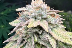 Venta: Josh D OG S1 feminized