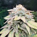 Venta: Josh D OG S1 feminized