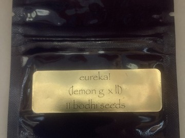 Sell: Eureka (Lemon G x Lavender Lemonade) - Bodhi Seeds