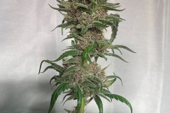 Venta: Ice Rock City x RDV Purple Scoops Feminized Autoflower