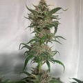 Venta: Ice Rock City x RDV Purple Scoops Feminized Autoflower