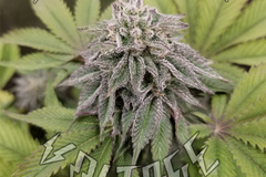 Sell: SKUNK BREATH F2 - 10 SEEDS