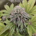 Sell: SKUNK BREATH F2 - 10 SEEDS