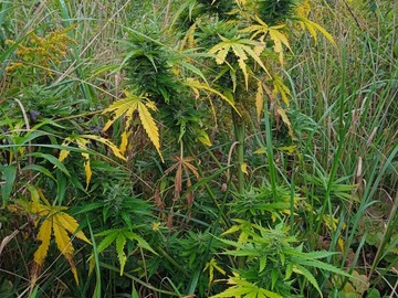 Sale: Gorilla Glue Auto Fem 50 seeds
