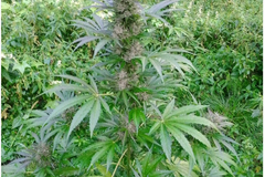 Venta: Wedding Cake Auto Fem pack of 50 seeds