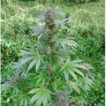 Sell: Wedding Cake Auto Fem pack of 50 seeds