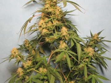 Vente: 8 packs(different strains) 56 seeds in total