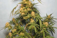 Vente: 8 packs(different strains) 56 seeds in total