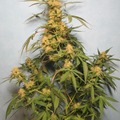 Vente: 8 packs(different strains) 56 seeds in total